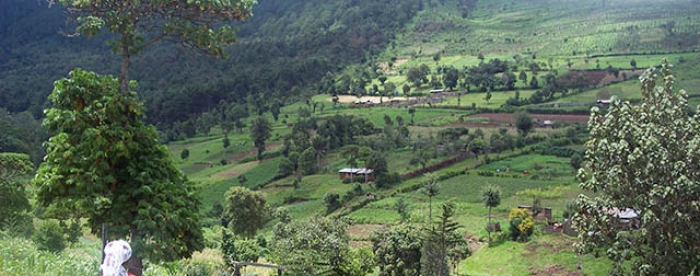 Towards productive landscapes