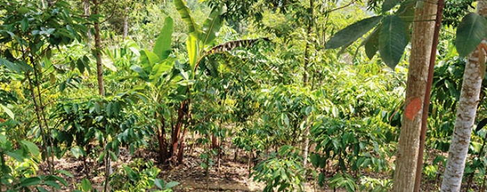 Coffee trees in the border of Bukit Barisan Selatan National Park (TBI 2014).jpg
