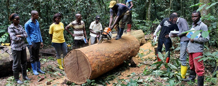 Artisanal logger and students compare theory and practice