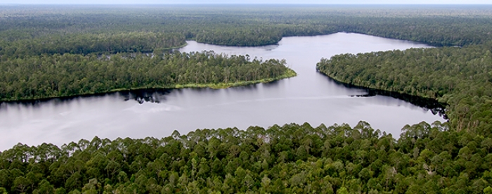 How to save Indonesia's life-supporting forests