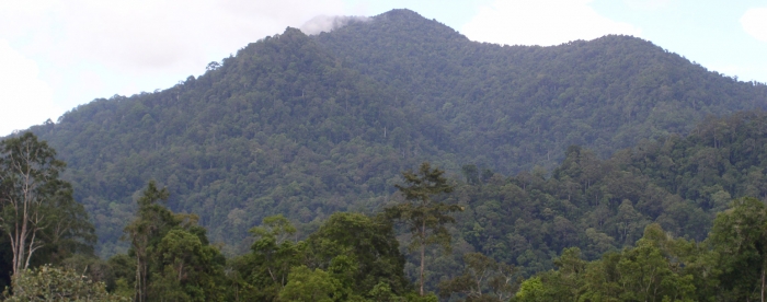 Decision time for Indonesia’s Intact Forest Landscapes