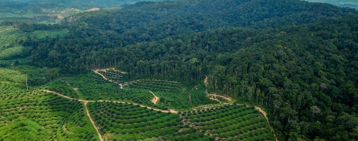 European Parliament wants binding measures against deforestation