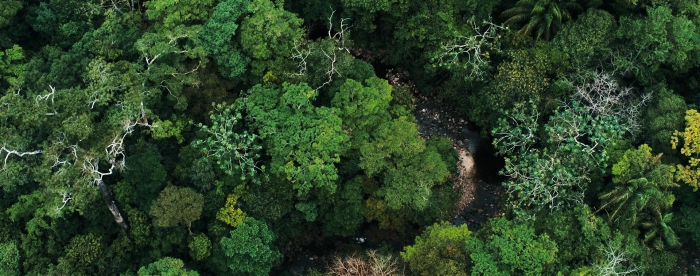 Expression of Interest: Tropenbos International website development