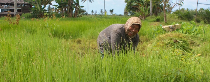 SUB: Collecting grass for cattle in Sungai Pelang, Indonesia. Photo: Jaswadi