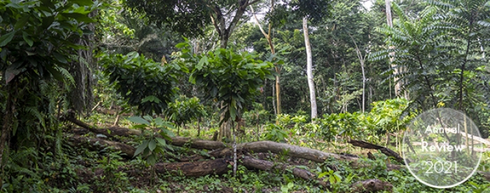 Cocoa in DR Congo — Turning threat into opportunity