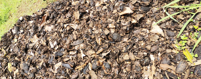 Ghanaian farmers are transforming cocoa waste into opportunity