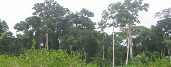 Ghana Possesses Adequate Land for Extensive Forest Plantation Development