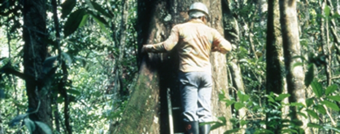 The CELOS Management System: a contribution to improved forest management