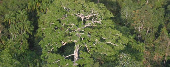 HCV concept at stake