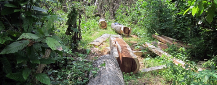 Legal domestic lumber and a multi-stakeholder dialogue